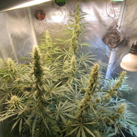 #skunk1 growlog timeline photo