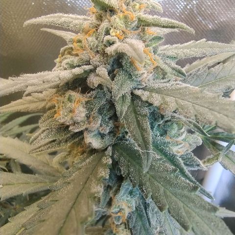 Diabo rojo growlog timeline photo