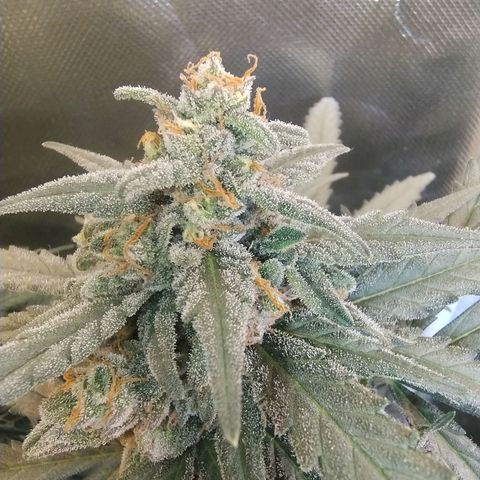 Diabo rojo growlog timeline photo
