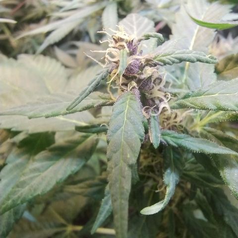 Purple lemonade#2 growlog timeline photo