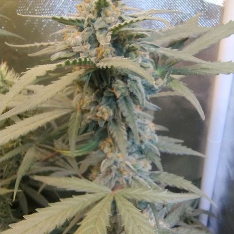 Diabo rojo growlog timeline photo