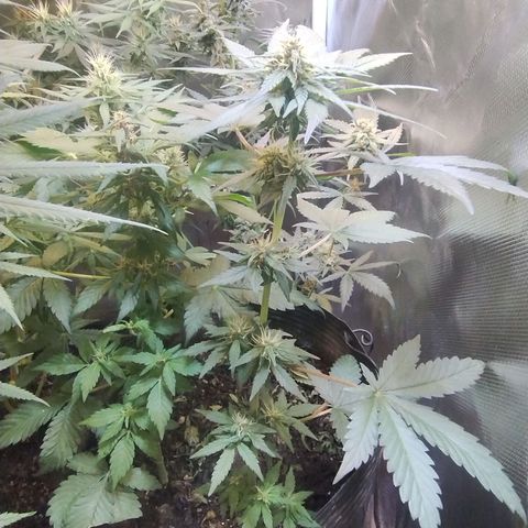 Purple lemonade#2 growlog timeline photo