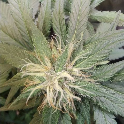 Purple lemonade growlog timeline photo
