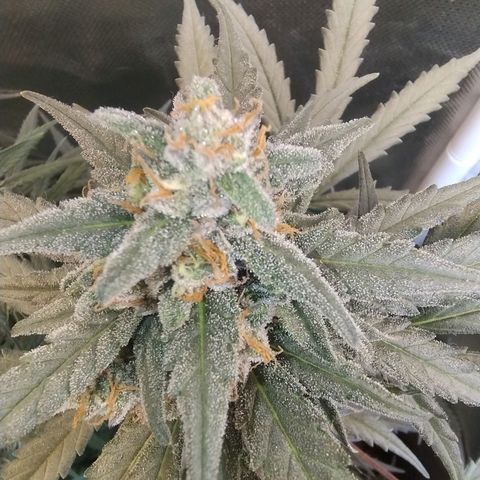 Diabo rojo growlog timeline photo