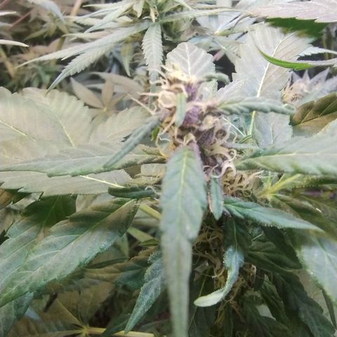 Purple lemonade#2 growlog timeline photo