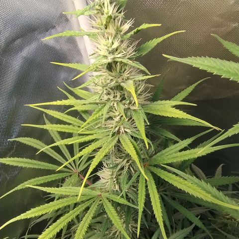 #skunk1 growlog timeline photo