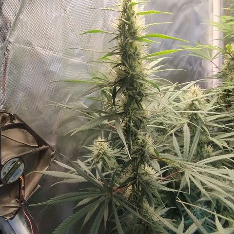 #skunk1 growlog timeline photo