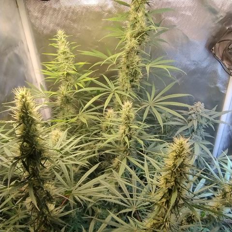 #skunk1 growlog timeline photo
