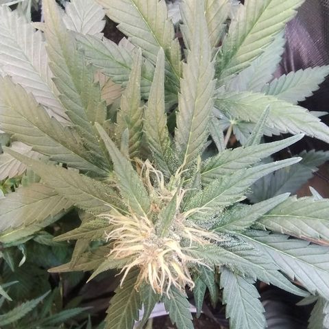 Purple lemonade growlog timeline photo