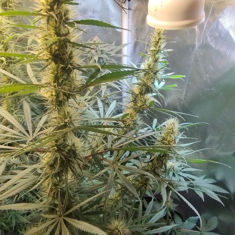 #skunk1 growlog timeline photo
