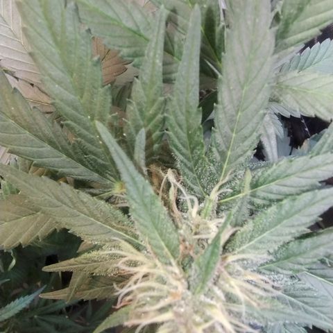 Purple lemonade growlog timeline photo