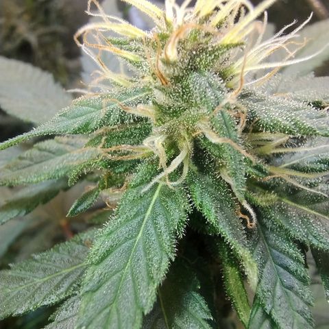 Purple lemonade growlog timeline photo