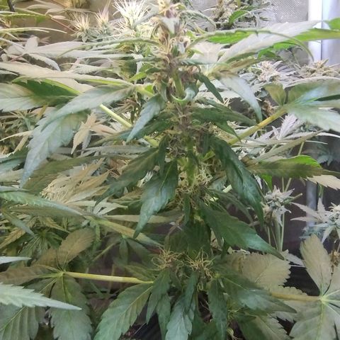Purple lemonade#2 growlog timeline photo