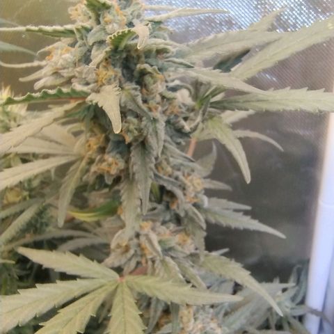 Diabo rojo growlog timeline photo
