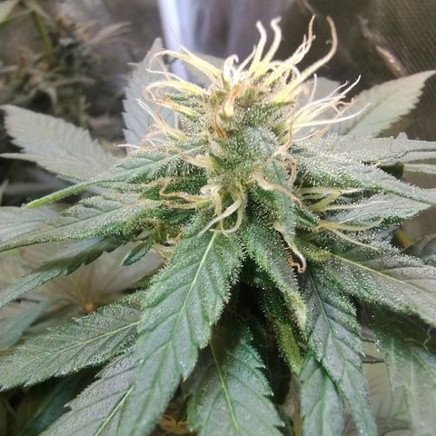 Purple lemonade growlog timeline photo