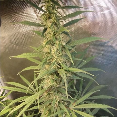 #skunk1 growlog timeline photo