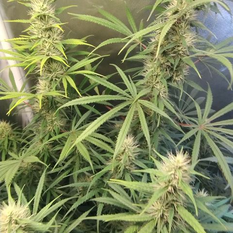 #skunk1 growlog timeline photo