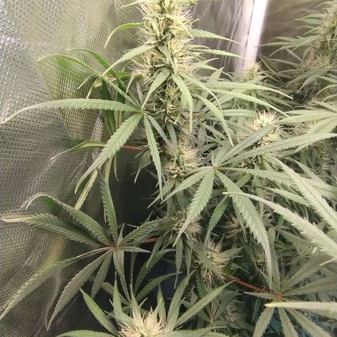 #skunk1 growlog timeline photo