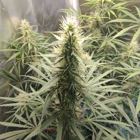 #skunk1 growlog timeline photo