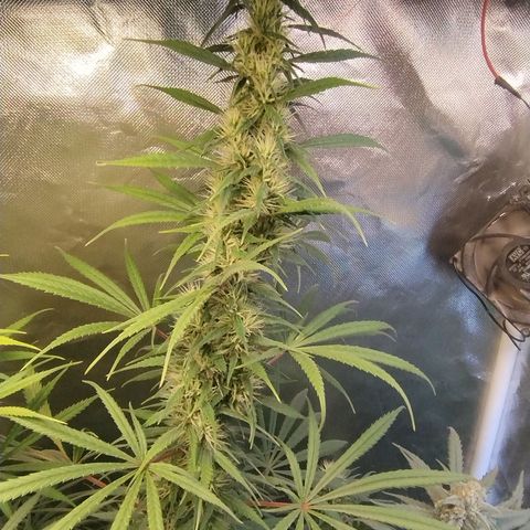 #skunk1 growlog timeline photo