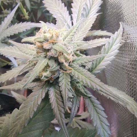 Diabo rojo growlog timeline photo