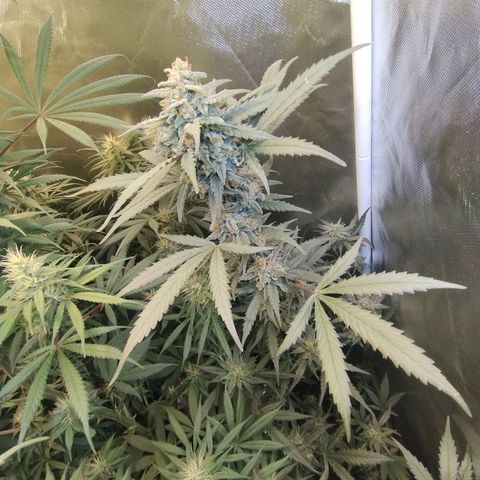 Diabo rojo growlog timeline photo