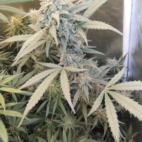 Diabo rojo growlog timeline photo