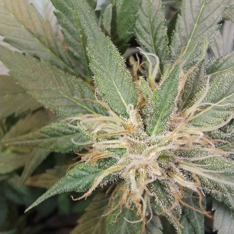 Purple lemonade growlog timeline photo