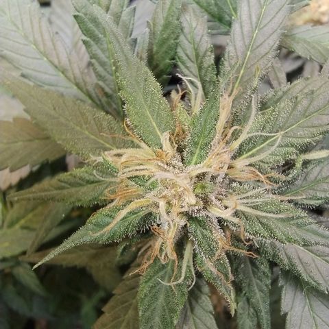 Purple lemonade growlog timeline photo