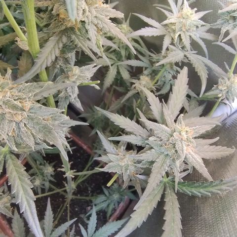 Diabo rojo growlog timeline photo