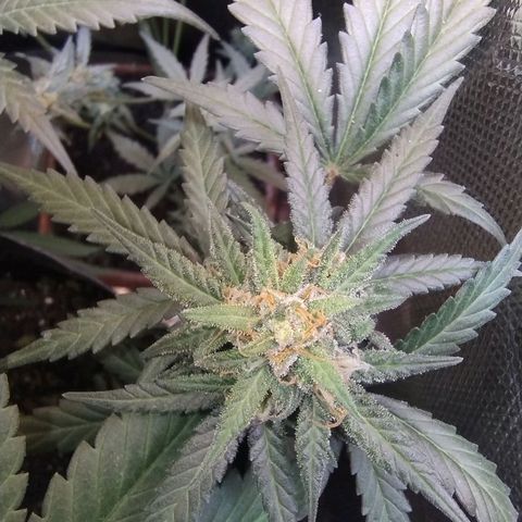 Diabo rojo growlog timeline photo