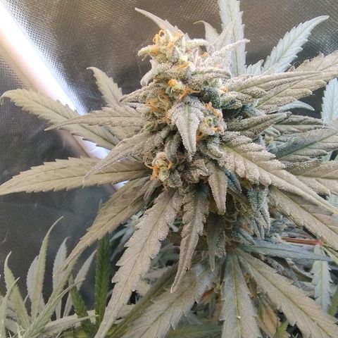 Diabo rojo growlog timeline photo