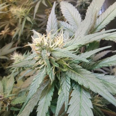 Purple lemonade growlog timeline photo