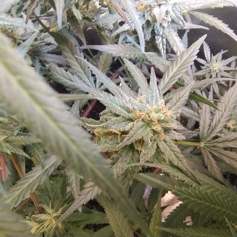 Diabo rojo growlog timeline photo