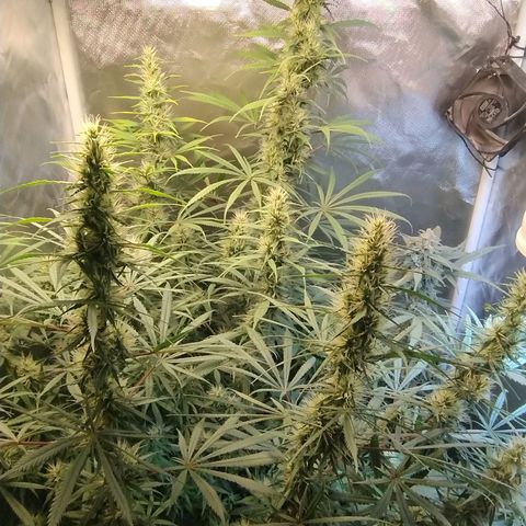 #skunk1 growlog timeline photo
