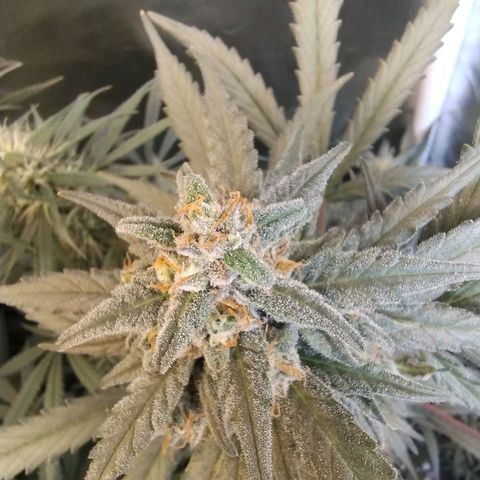 Diabo rojo growlog timeline photo