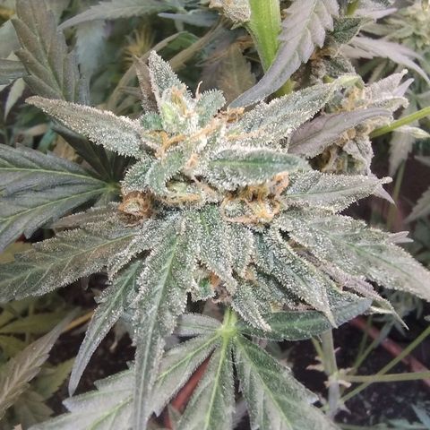 Diabo rojo growlog timeline photo