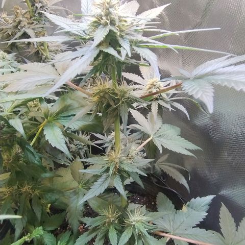 Purple lemonade growlog timeline photo