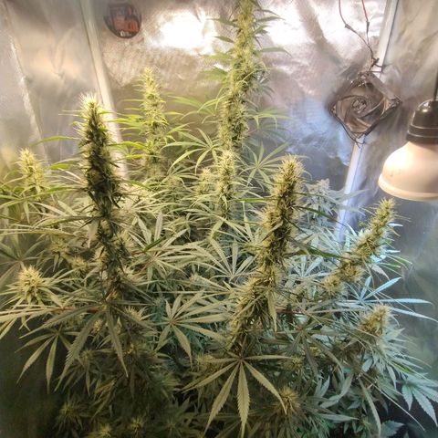 #skunk1 growlog timeline photo