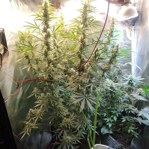 #skunk1 growlog timeline photo