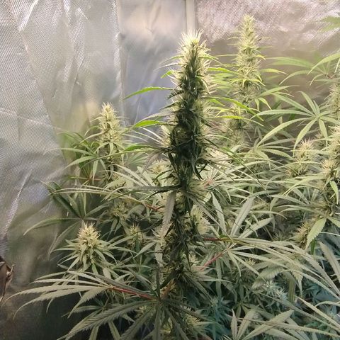 #skunk1 growlog timeline photo