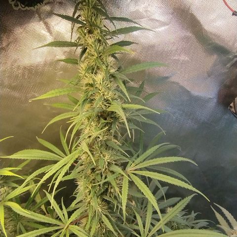 #skunk1 growlog timeline photo