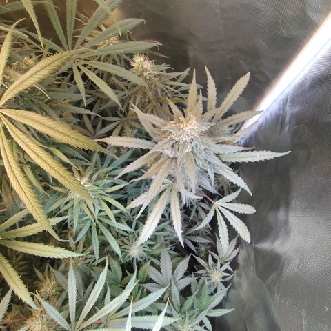 Diabo rojo growlog timeline photo