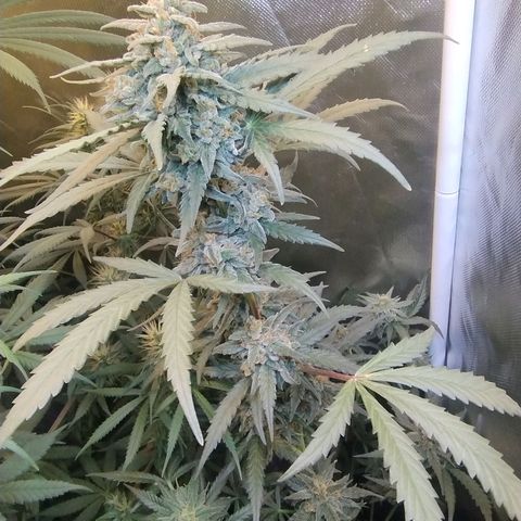 Diabo rojo growlog timeline photo