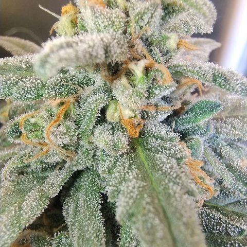 Diabo rojo growlog timeline photo