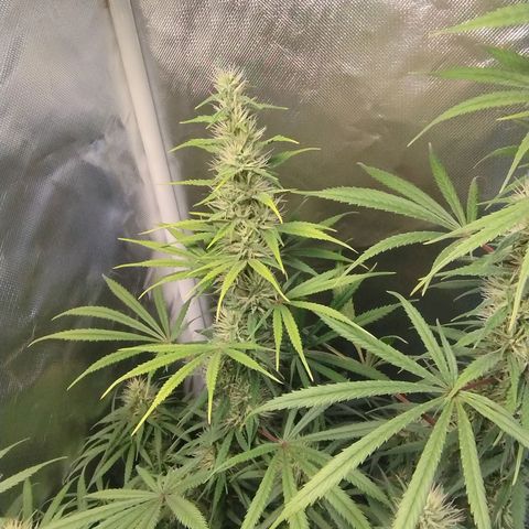 #skunk1 growlog timeline photo