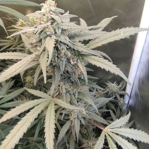 Diabo rojo growlog timeline photo