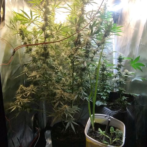 #skunk1 growlog timeline photo