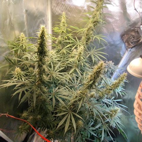 #skunk1 growlog timeline photo