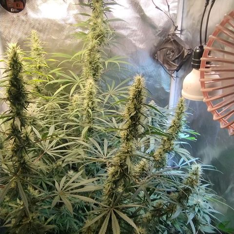 #skunk1 growlog timeline photo